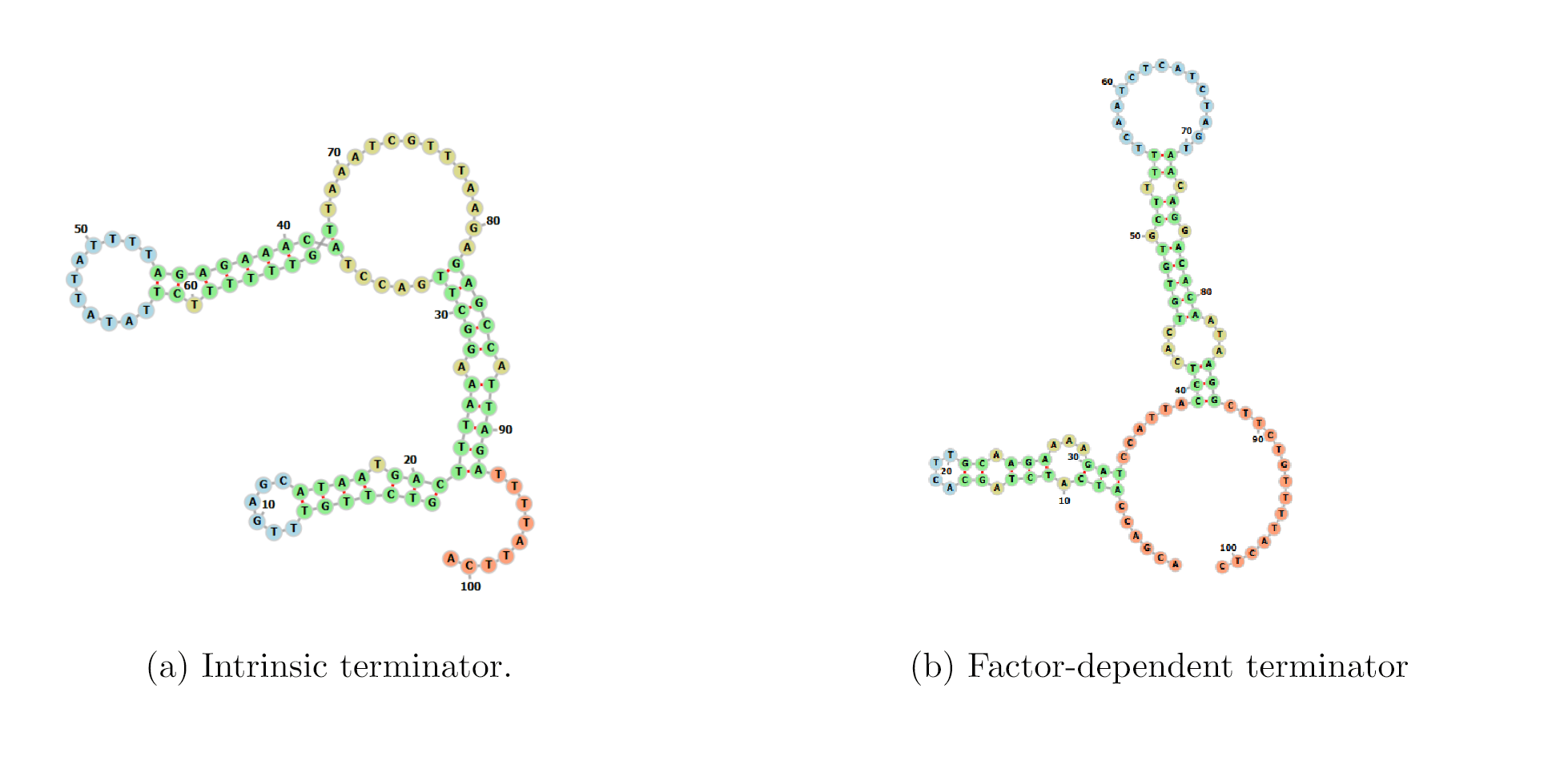 Improving BacTermFinder